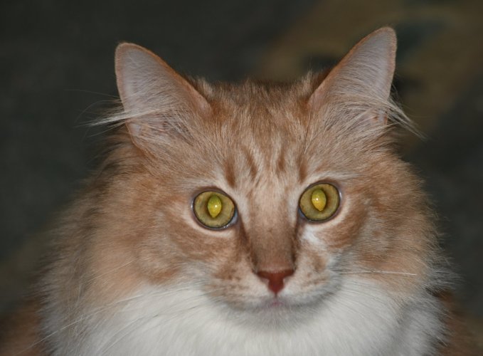 DSC_0594.JPG